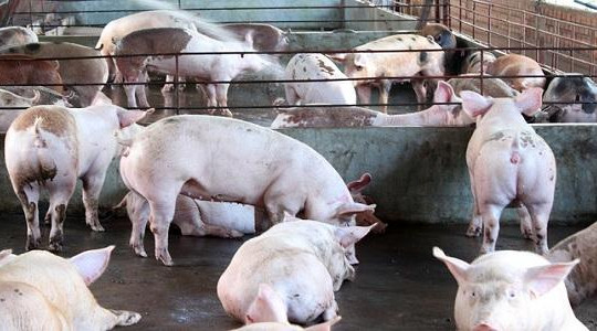 Bộ Công Thương vào cuộc giải cứu hàng triệu đàn lợn tồn trong dân