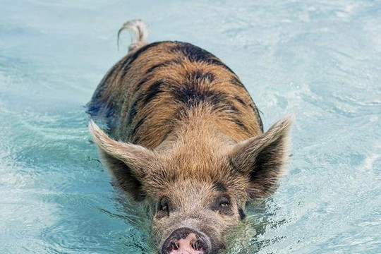 Lợn bơi thoăn thoắt trong nước để xin đồ ăn của du khách