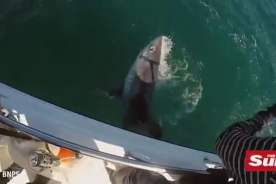 Ngư dân Anh vật lộn với cá mập 'khủng'