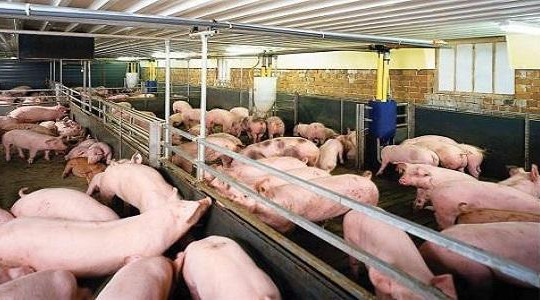 LienVietPostBank dành gói 500 tỉ đồng lãi suất thấp giải cứu đàn lợn