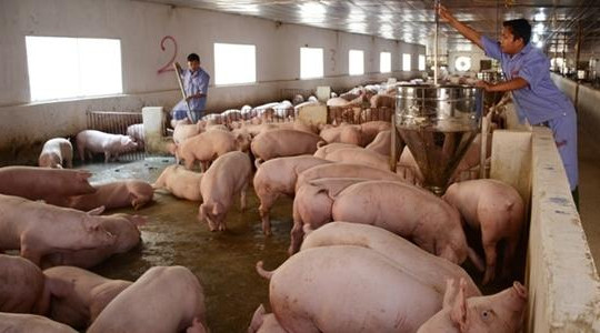 Đến lượt ngân hàng vào cuộc ‘giải cứu’ thịt lợn