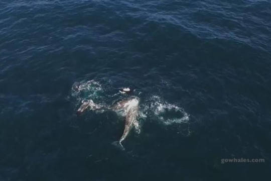 Cá voi mẹ cõng con thoát hiểm ngoạn mục giữa đàn cá voi sát thủ