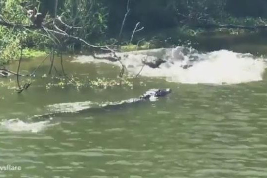 Cá sấu cái đuổi cắn con đực lân la tìm cách giao phối