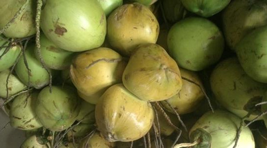 Dừa tươi 20.000 đồng một trái vẫn đắt như ‘tôm tươi’