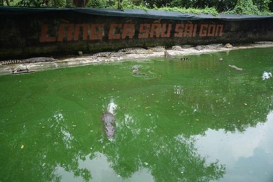 Ngành nuôi cá sấu lao đao khi Trung Quốc hạn chế mua