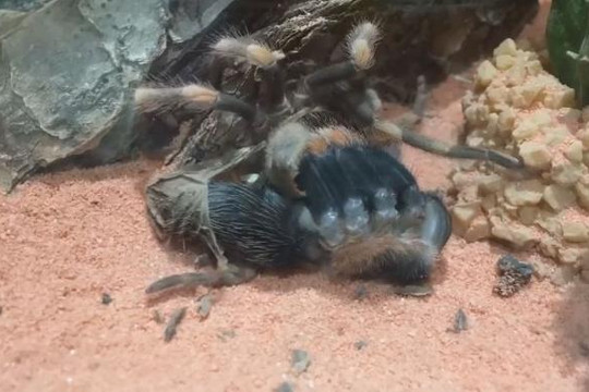 Cận cảnh quá trình lột xác của loài nhện Tarantula