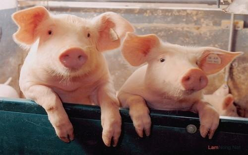 ‘Trung Quốc nhập 1 triệu tấn thịt lợn nhưng vẫn hạn chế tăng đàn’