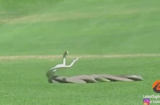 Hai con rắn kịch độc giành 'bạn tình' trên sân golf