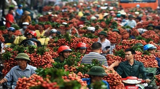 Năm 2017 Bắc Giang ước tính xuất khẩu 100.000 tấn vải thiều