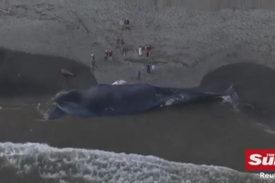Cá voi khổng lồ bị tàu đâm chết dạt vào bờ biển Mỹ