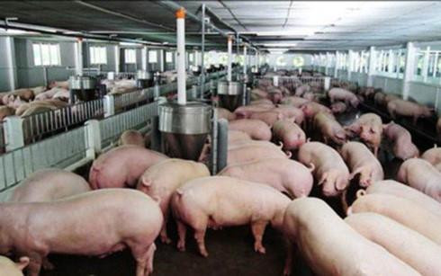 Trung Quốc chưa đồng ý 'giải cứu lợn' giúp Việt Nam