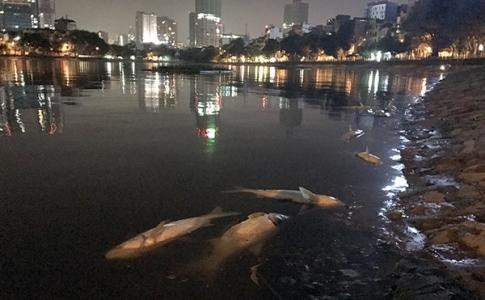Hàng tấn cá chết ở hồ Hoàng Cầu
