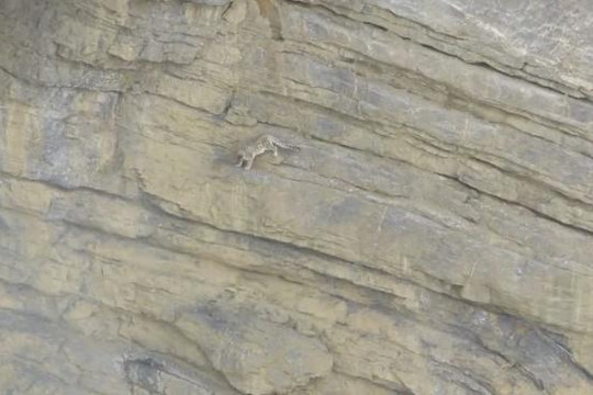 Báo tuyết sống sót khi rơi khỏi vách đá trên dãy Himalaya