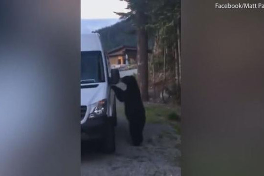 Gấu đen tự ý mở cửa xe trèo vào trong bóp còi