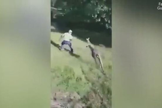 Kangaroo được cứu khỏi hố bùn quay lại tấn công người giúp đỡ