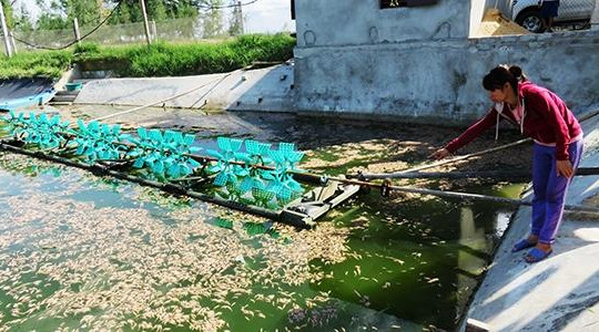 Hà Tĩnh: Chủ nuôi tôm nghi bị kẻ xấu đầu độc chết vựa tôm 200 triệu đồng