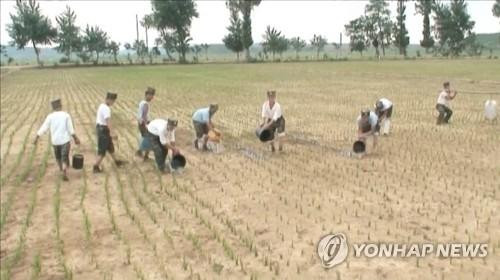 Triều Tiên gặp đại hạn, binh sĩ phải tưới nước cho từng gốc lúa
