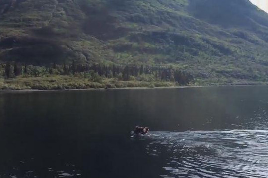Gấu mẹ cõng hai con bơi qua hồ nước