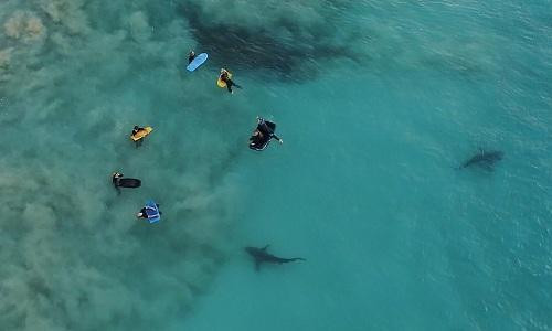 Thót tim với cảnh cá mập săn mồi dưới chân nhóm học sinh