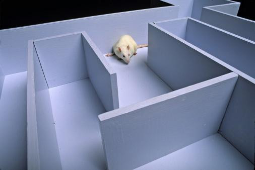 Cho chuột bị chấn thương sọ não vào mê cung để tìm thuốc cứu người