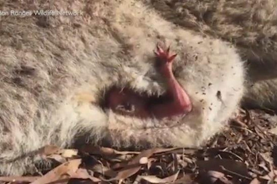 Kangaroo con giơ tay cầu cứu từ trong xác mẹ