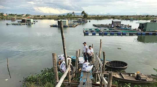 Đà Nẵng: Cá nuôi chết dày đặc trên sông Cổ Cò