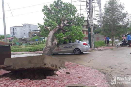Bão số 2 đổ bộ, toàn tỉnh Nghệ An mất điện lưới, Hà Tĩnh nhiều cây đổ