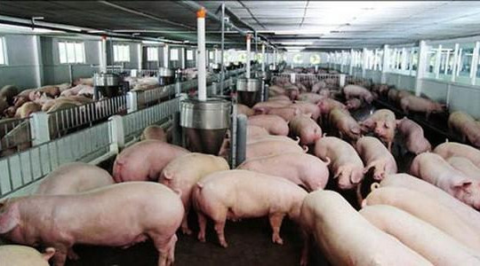Giá lợn hơi tăng cao: Nguy cơ tăng đàn rồi lại thừa ứ 