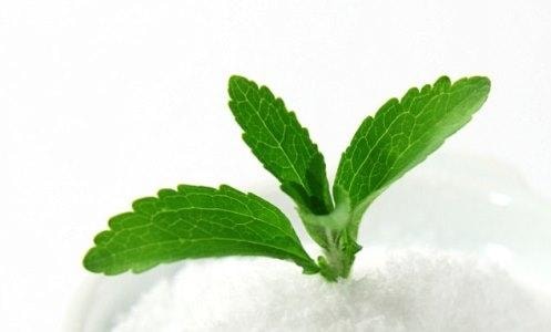 Cỏ ngọt stevia có tác dụng chữa lành bệnh Lyme