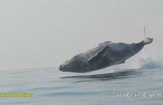 Cá voi lưng gù 40 tấn bay cả người trên mặt nước