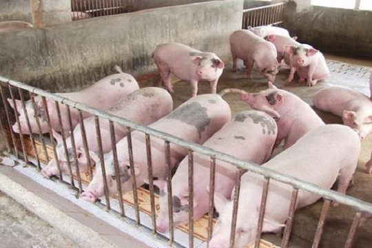 Dabaco lỗ 33 tỉ vì giá thịt lợn giảm kỷ lục 
