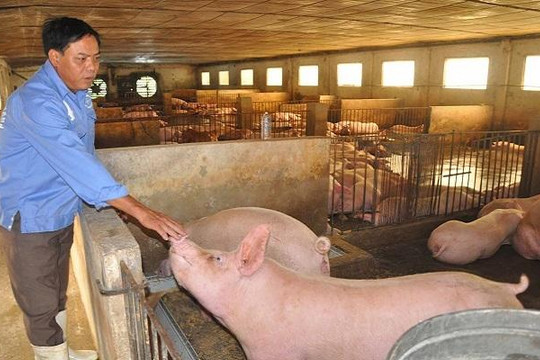 ‘Vua lợn Organic’ gửi tâm thư tới 2 Bộ trưởng