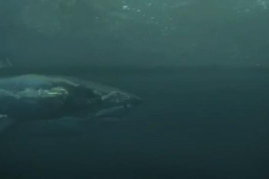 Kình ngư Michael Phelps so tài bơi lội với cá mập trắng