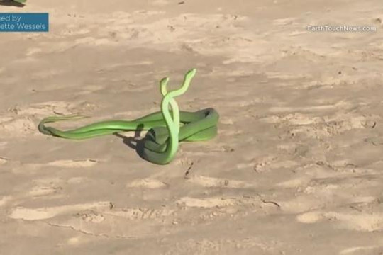 Hai con rắn mamba lục kịch chiến giành bạn tình trên bãi biển
