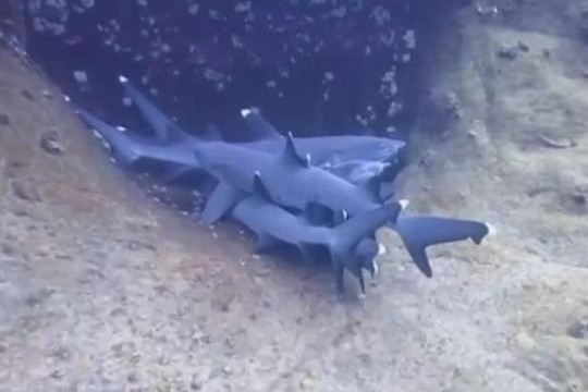 Bầy cá mập nằm chồng lên nhau ngủ dưới đáy đại dương