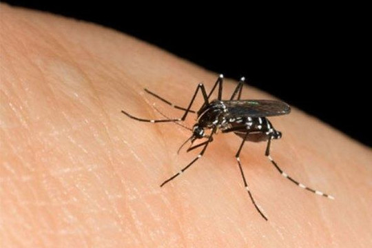 Muỗi mang vi rút sốt xuất huyết thường đốt vào thời điểm nào trong ngày? 