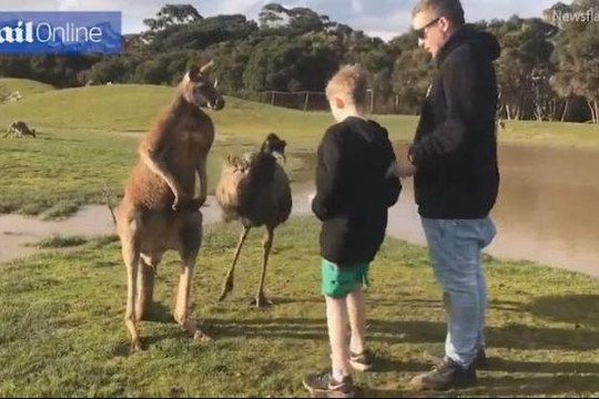 Cậu bé bất ngờ bị kangaroo đá vào mặt trong công viên hoang dã