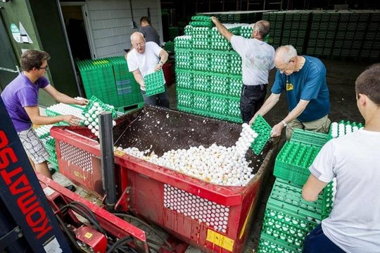 Hà Lan 'quay' các bộ liên quan đến vụ trứng nhiễm độc fipronil