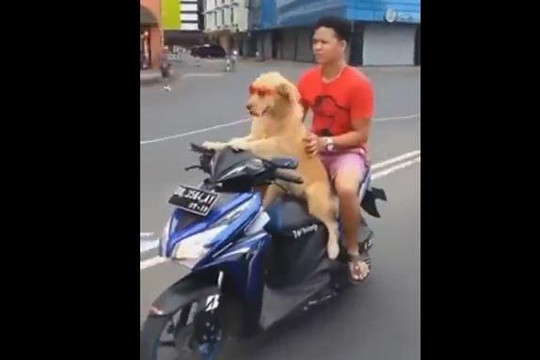 Clip chú chó chở chủ đi chơi bằng xe máy