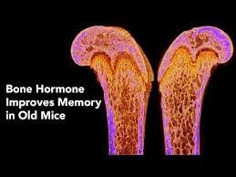 Bí quyết tăng cường trí nhớ là ở các tế bào xương