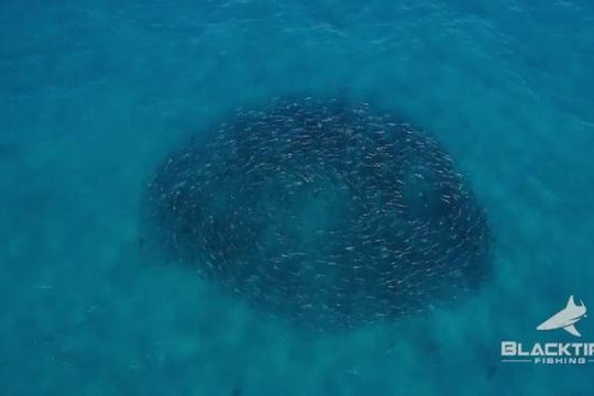Hàng trăm con cá mập vây đen xâu xé đàn cá ngừ
