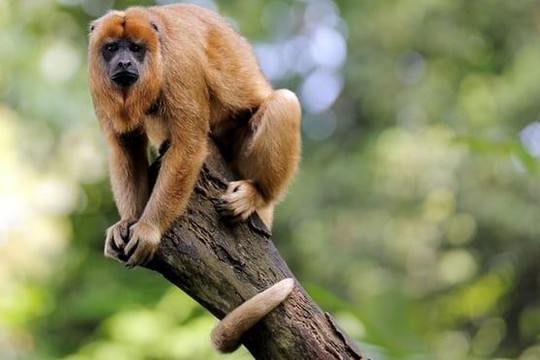 Khỉ là nguyên nhân khiến người đi rừng bị sốt rét