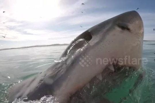 Cá mập trắng phi thân đớp sượt qua mặt thợ lặn