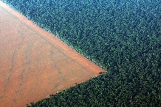 Loạt ảnh cho thấy con người đã tàn phá rừng Amazon như thế nào?