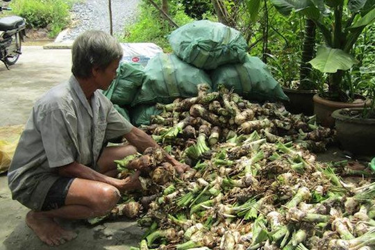 Lão nông trồng lan bán củ thu về nửa tỉ 