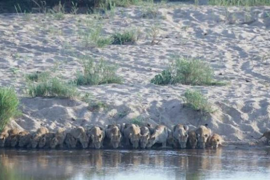 20 con sư tử cùng cúi đầu uống nước cho khỏi sợ cá sấu