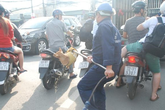 TP.HCM: Đội bắt chó thả rông trên đường gây huyên náo phố phường