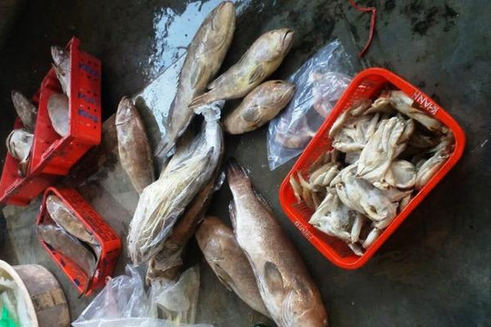 Hà Tĩnh: Mất điện do bão, gần 100 tấn hải sản hư hỏng
