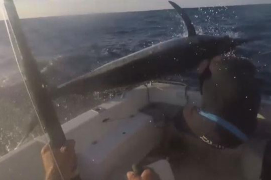 Ngư dân suýt mất mạng khi cá mũi kiếm bay sượt đầu
