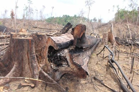 Đề nghị Công an tỉnh Quảng Nam điều tra kẻ đứng sau dân nghèo để phá rừng